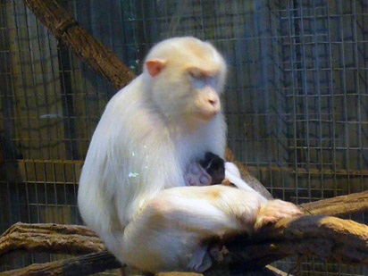 Rare albino pigtailed macaque