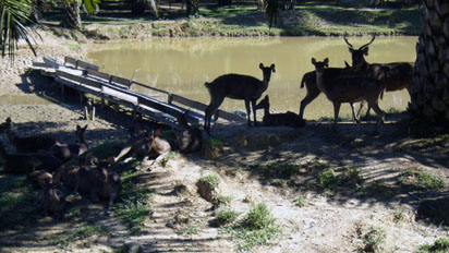 Deer in headlights pose