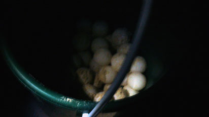 Bucket of turtle eggs