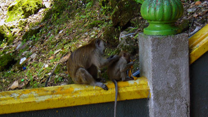Monkeys grooming outside Batu Caves