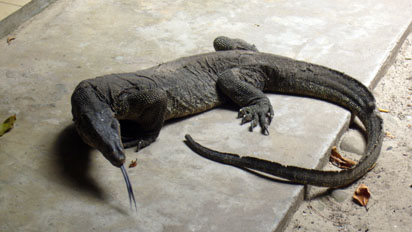 Monitor lizard
