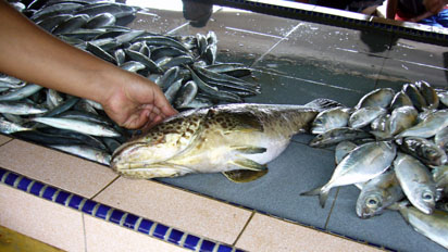 Spikey fish, still alive