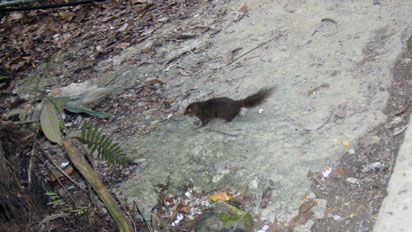 Kinabalu Squirrel