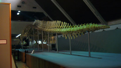 Whale Skeleton