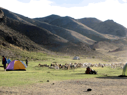 Goats in Mongolian camp