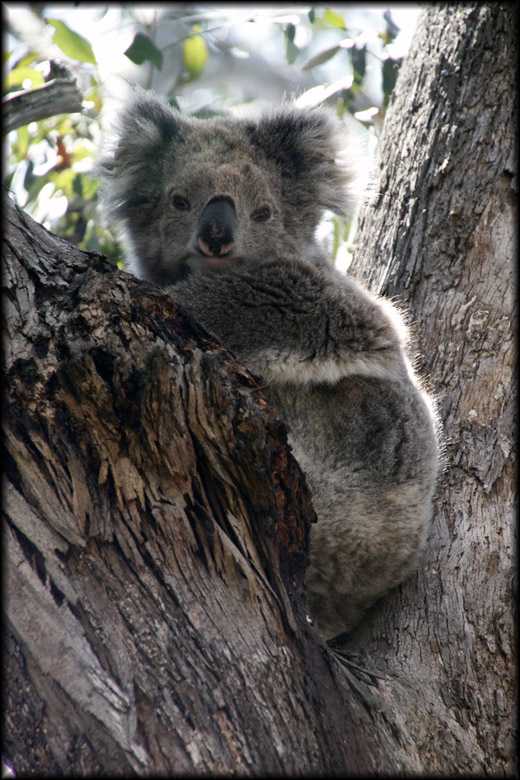 koala-bear-up-tree