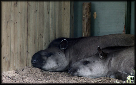 No idea what these are