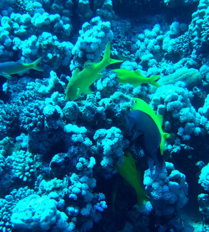 5 Reasons to Choose a Diving Holiday in Egypt