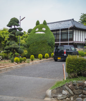 Totoro Bush